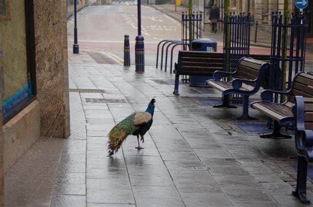 Clive the peacock pictured in Dunfermline town centre in 2006. Picture: Paul McIlroy/Wikicommons