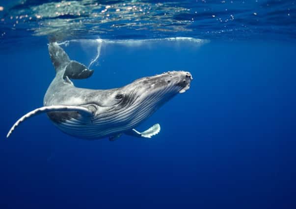 Humpback whales star in new book revealing the secrets of ocean life.