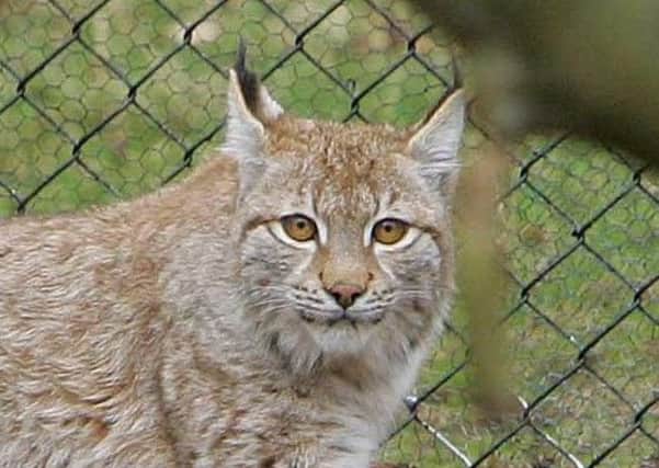 Fordyce Maxwell feels another expletive infixation coming on over campaigns to reintroduce the lynx. Picture: Geoff Caddick/PA Wire