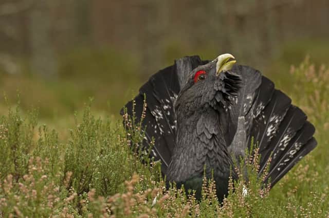 Plans to save the capercaillie in Scotland.