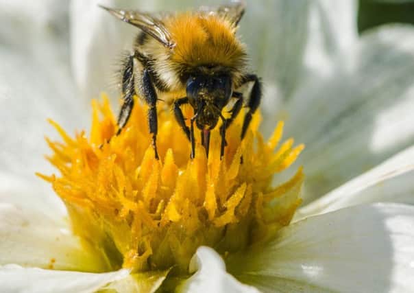 The government hope to save bees and butterflies with new plans. Picture: Frank Bienewald/imageBROKER/REX/Shutterstock