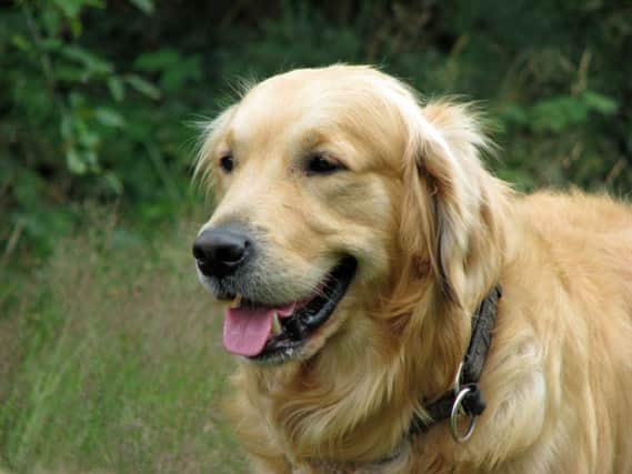 The UK and French team corrected a mutation in a dozen Golden Retrievers that had developed the disorder. Picture: Contributed