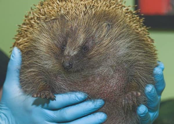 Zepplin is being for by the Scottish SPCA. Picture: Scottish SPCA