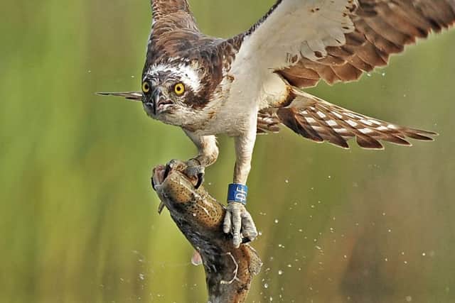 An osprey makes off with a fish. Picture: Supplied