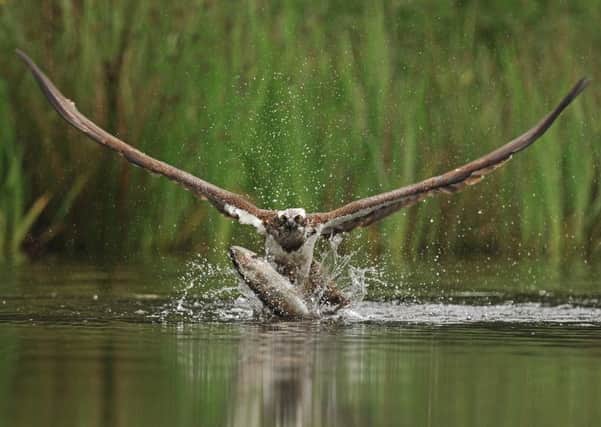 An osprey caught on camera by Bill Doherty. Picture: Supplied