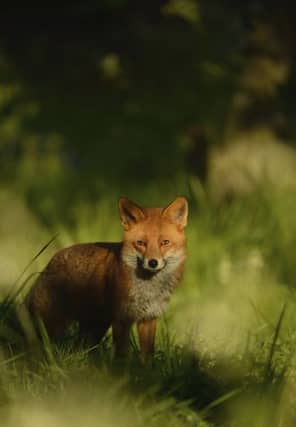 Red fox Vulpes vulpes, walking through urban cemetery, London, England, April