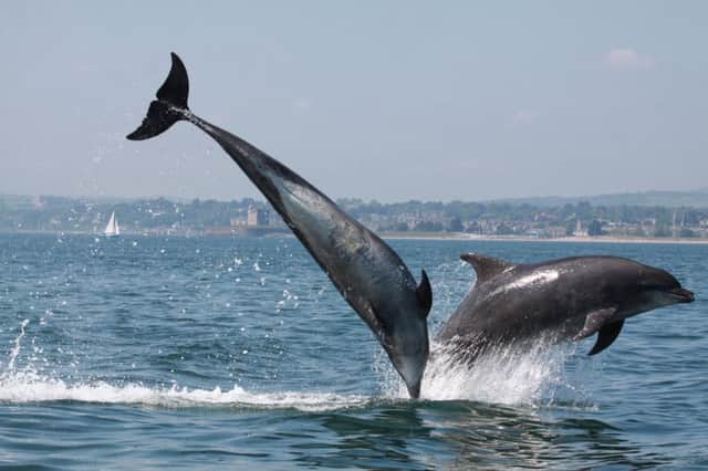 The study will analyse the movements of the Moray Firth dolphin population. Photograph: Monica Arso/SMRU