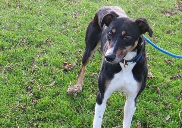 Lurcher Duke has found a new home thanks to the Inverness centre. Picture: SSPCA