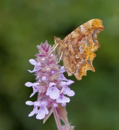 Comma butterflies populations soar 138% in 40 years. Picture: Ivan Lynas/Butterfly Conservation/PA Wire