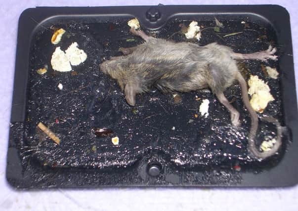 A dead mouse caught in one of the traps. Picture: PETA
