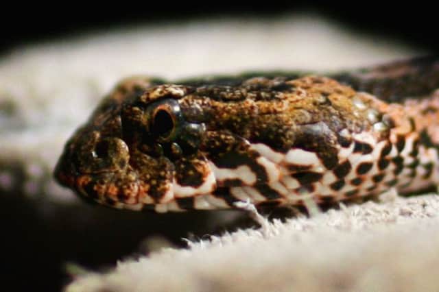 Victims are waiting too long to be treated for snake bites. Picture: Ian Waldie/Getty Images