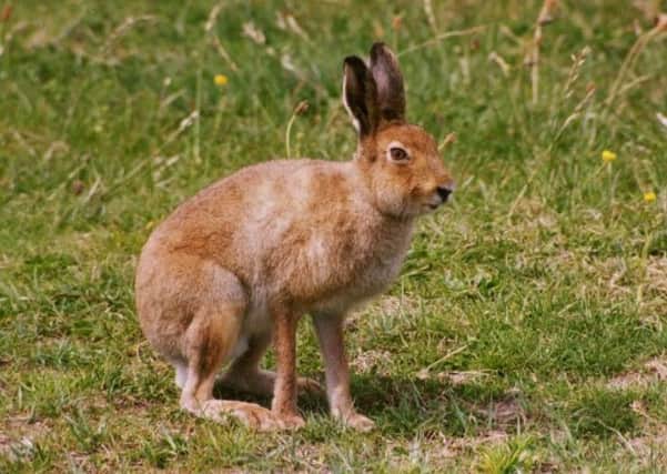 There have been calls to ban hare culling. Stock image