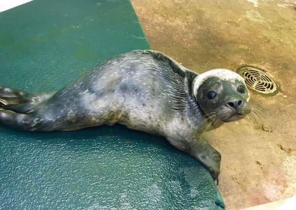 A seal pup found stranded on rocks who has been named after One Direction star Harry Styles. Picture: RSPCA/PA Wire