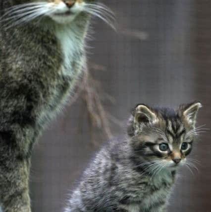 More than 100 felines have been captured as part of an effort to save the endangered Scottish wildcat from extinction. Picture: Gareth Fuller/PA Wire