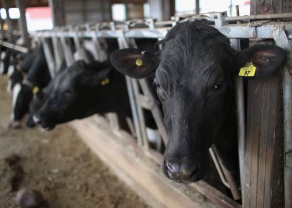 US animals are treated in ways outlawed in the EU many years ago