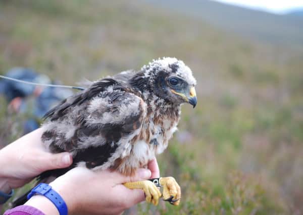 A record number of hen harrier chicks tagged in UK.