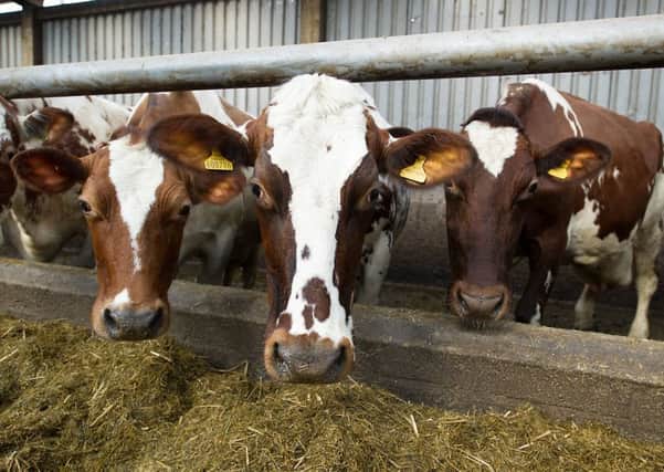 Farm Stock (Scotland) said its co-operative model maximises returns for livestock producers. Picture: John Devlin