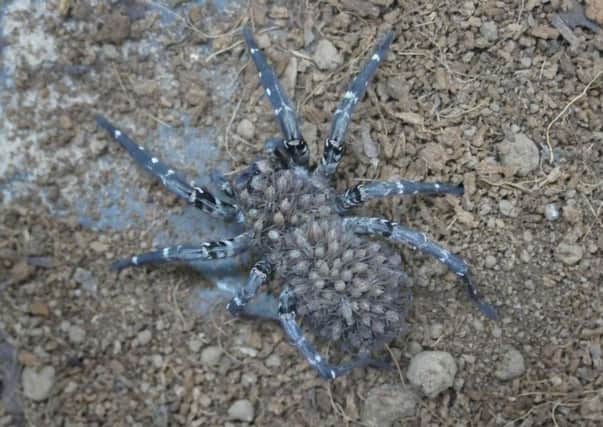 An adult female Desertas wolf spider with young on her back - one of the rarest spiders has been bred in captivity. Picture: Bristol Zoo/PA Wire