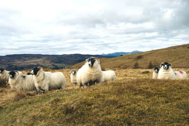 Scotland's sheep farms meet stringent criteria to qualify for the Scotch Lamb mark. Picture: Alan Richardson, Dundee