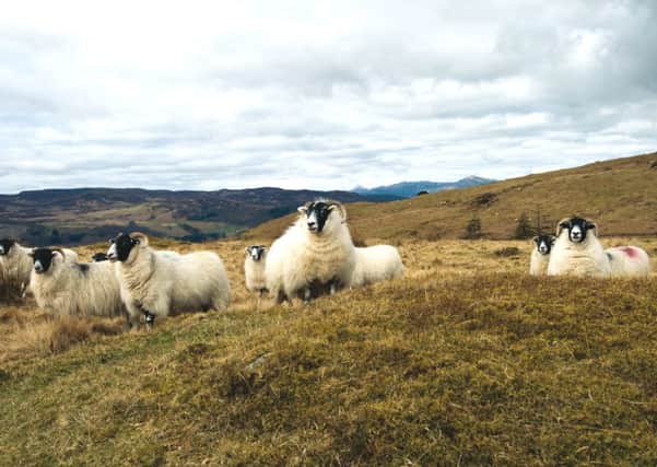 Scotland's sheep farms meet stringent criteria to qualify for the Scotch Lamb mark. Picture: Alan Richardson, Dundee