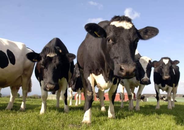 NFU Scotland is concerned about potential penalties from milk buyers. Picture: Ian Rutherford