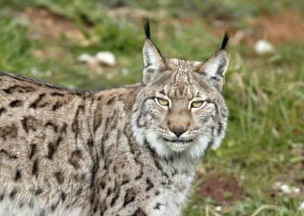 Talks over a possible trial reintroduction of lynx have angered NFU Scotland. Picture: Contributed