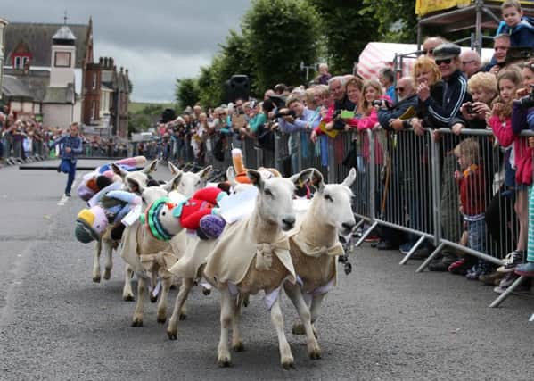 The annual Moffat Sheep Races have been cancelled after more than 80,000 sign petition.