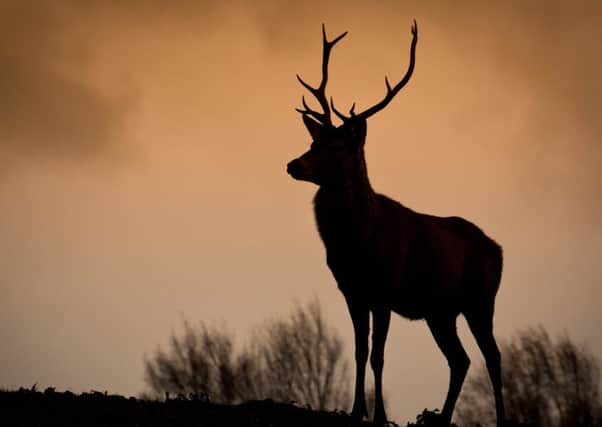 Scottish Forest Enterprise culls 30,000 deer a year. Picture: Getty