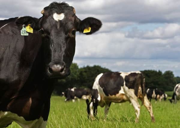 Cattle in Skye have contracted bovine TB. Picture: Christopher Furlong/Getty Images