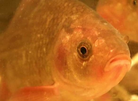 The goldfish keeps itself warm in icy water with alcohol. Picture: SWNS