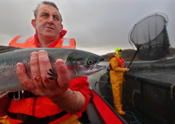 Salmon exports reach record high. Picture: Jeff J Mitchell/Getty Images