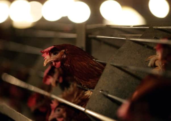 A recent investigation found that around 70 per cent of UK farm animals are kept in factory conditions. Picture: Getty