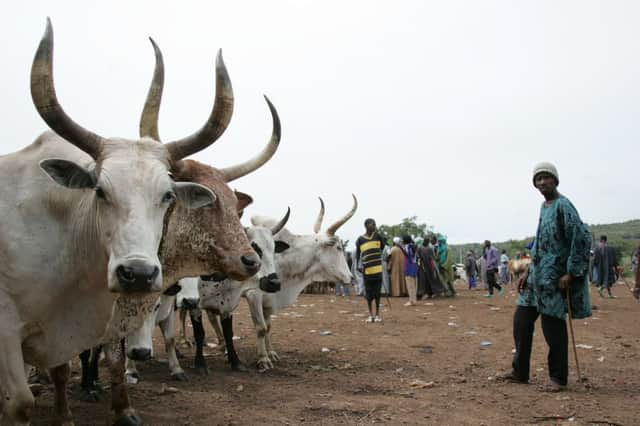 A livestock market in Bamako, Mali. Picture: Stevie Mann/Wikicommons