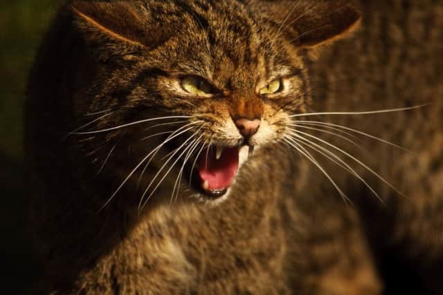 Scientists have raised concerns that the Scottish wildcat may have been hybridised into extinction, but conservationists claim an animal caught on video in Aberdeenshire shows purebred examples of the species still exist