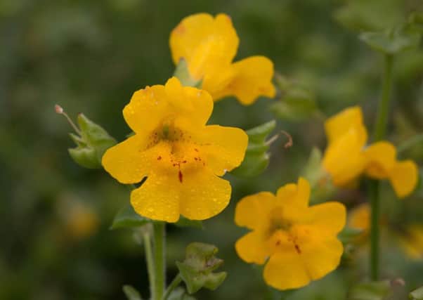 The new plant has been called "Shetlands monkeyflower".