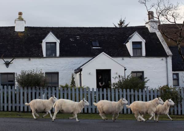 Sheep run past the Three Chimneys restraunt. Picture: Jeff J Mitchell/Getty Images
