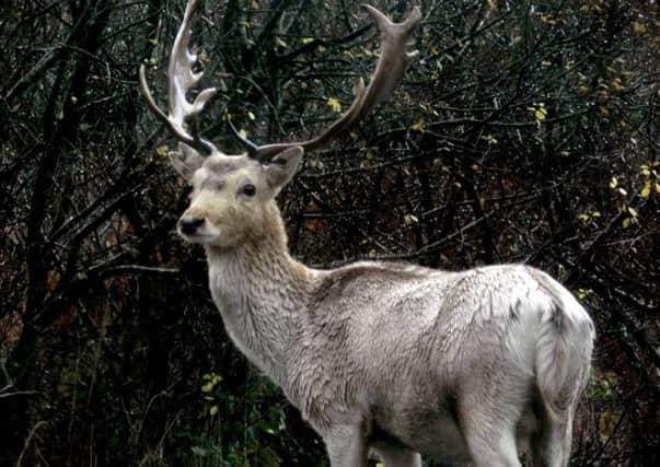 The elusive white stag, which has fuelled legends and myths in Scotland for centuries, was spotted on the west coast in 2012. PIC: Hemedia.