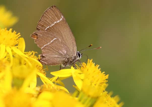White Letter Hairstreak. Picture: Iain Cowe/Contributed