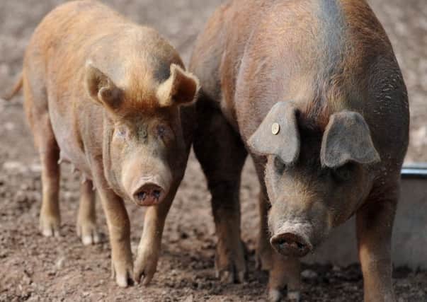 Pig farms could benefit under 'most favoured nation' tariff rules. Picture: Kimberley Powell