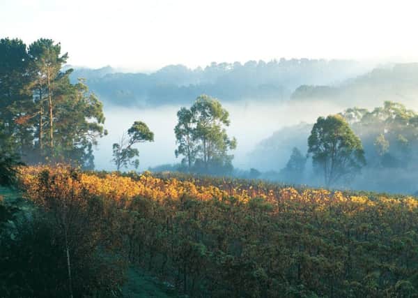 The vineyards of Main Ridge Winery in Mornington Peninsula