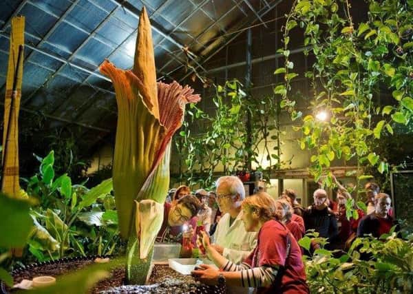 Late night visitors keenly watch the experts undertake their research as the Royal Botanic Garden Amorphophallus titanum reaches full bloom.