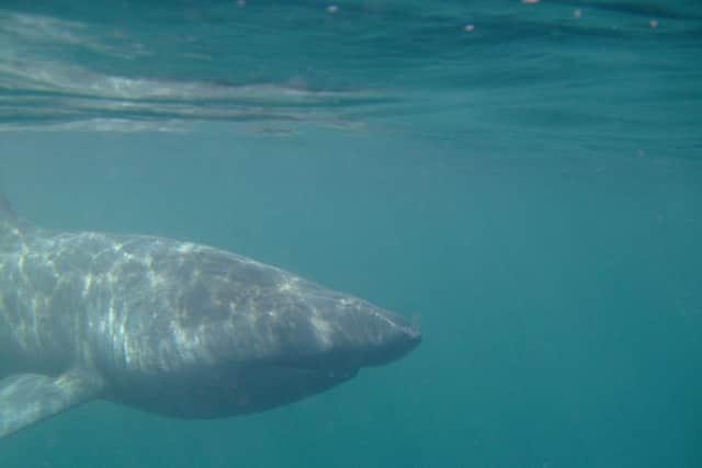 Basking sharks, the second largest fish in the world, are often seen in Scottish waters