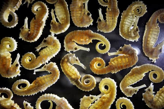 Seahorses are displayed at an "Endangered Species" exhibition at London Zoo. Picture: Getty Images
