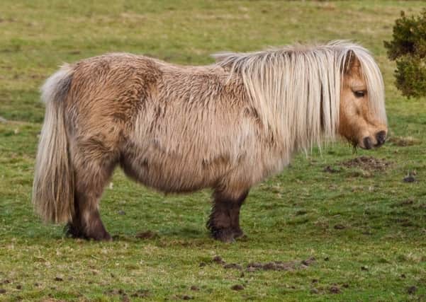 Stock image of a Shetland pony. Picture: Creative Commons