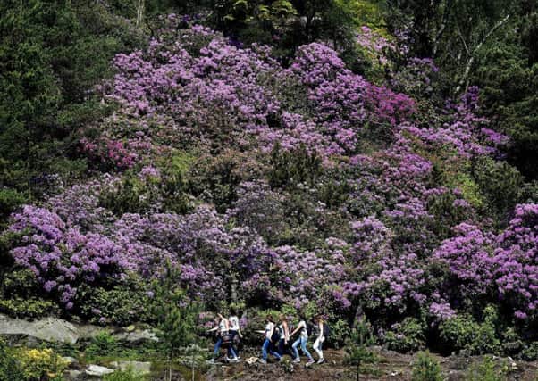 Ecologists believe the deep shade rhododendron casts is responsible for the impact on native plants. Picture: PA