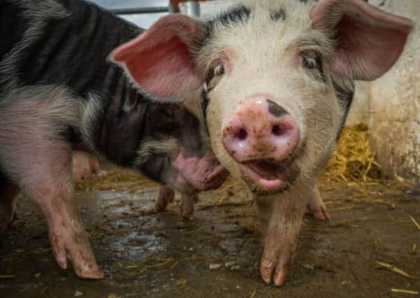 Pigs destined for the Specially Selected Pork brand can now be slaughtered outside Scotland. Picture: Steven Scott Taylor