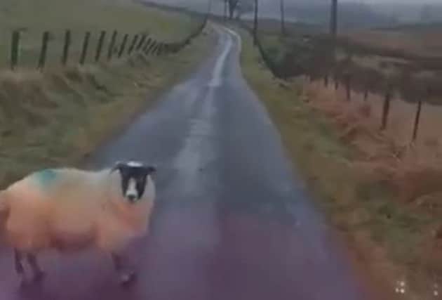 A screenshot from the video shows the sheep turning to face the van before running off again. Picture: Contributed