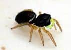 The Bog sun-jumper spider. Picture: Chris Cathrinie/Buglife