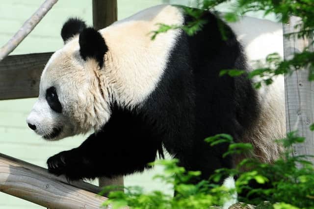Tian Tian and Yang Guang arrived at Edinburgh Zoo in December 2011. Picture: Ian Rutherford