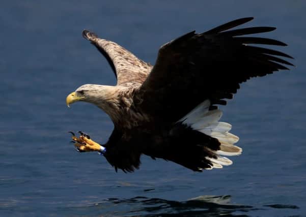 A sea eagle, which went off the radar four years ago, has been found successfully raising a family in the Highlands. Picture: SWNS